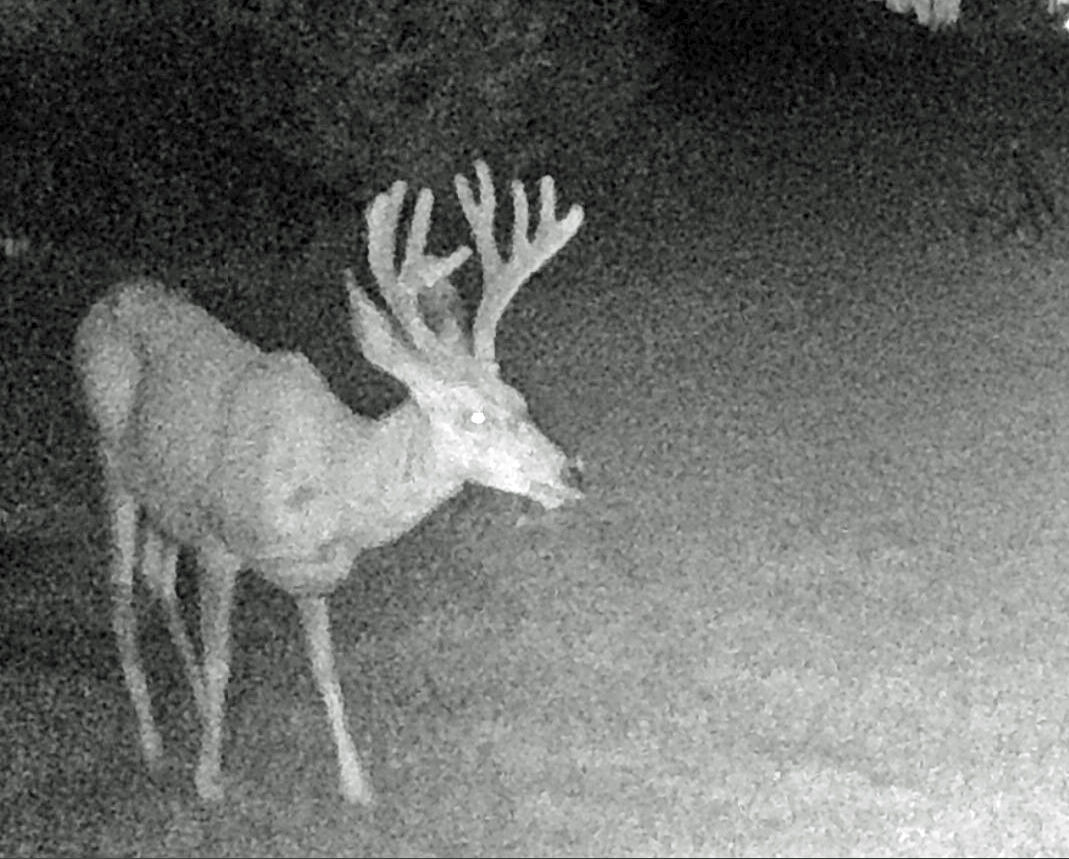 Velvet buck